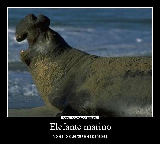 Elefante marino - No es lo que tú te esperabas