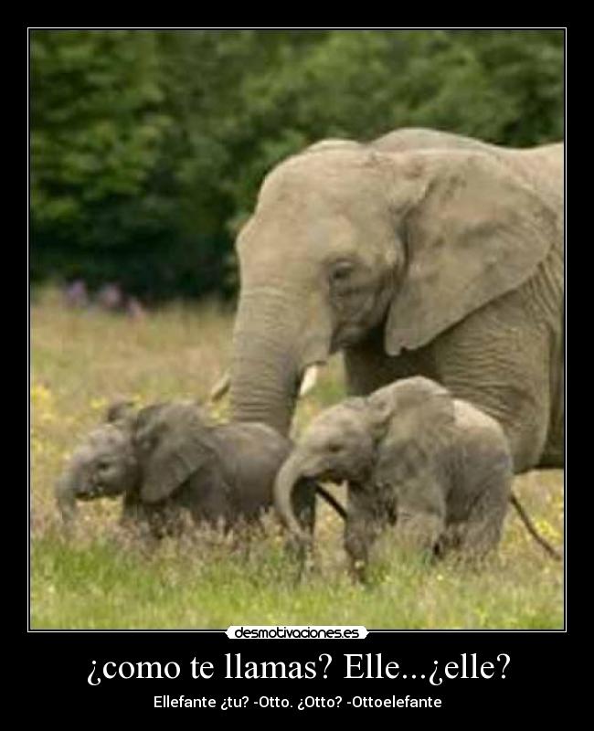 ¿como te llamas? Elle...¿elle? -