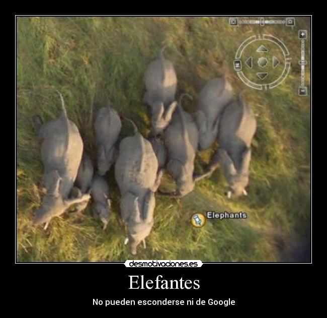 Elefantes -