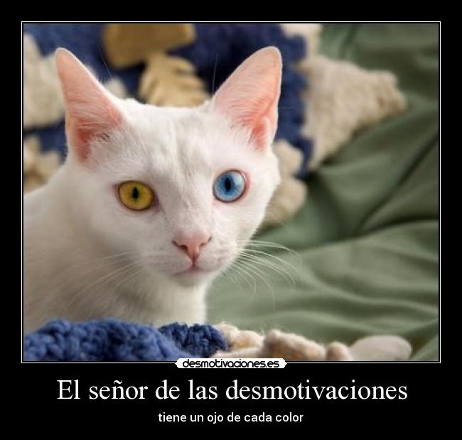 El señor de las desmotivaciones -