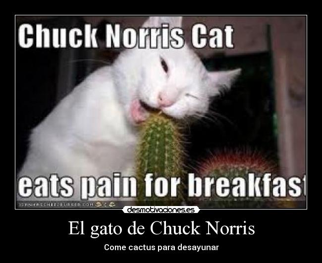 El gato de Chuck Norris - Come cactus para desayunar