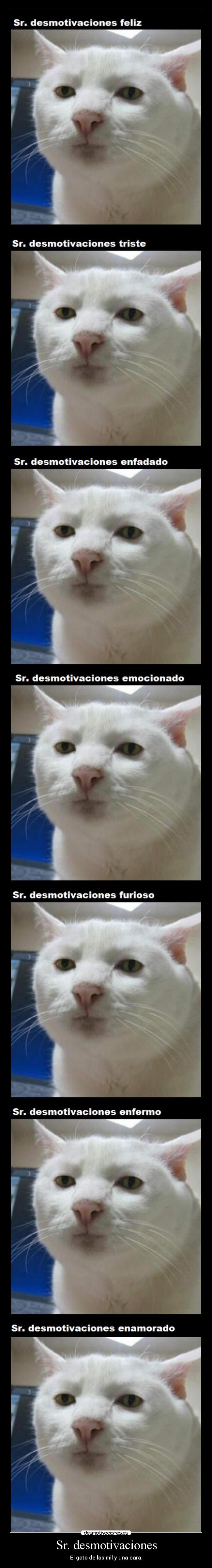 Sr. desmotivaciones - El gato de las mil y una cara.