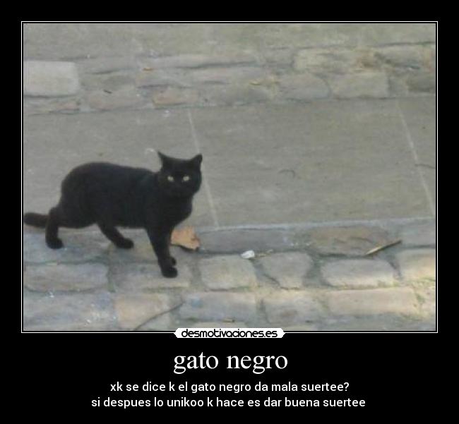 gato negro - xk se dice k el gato negro da mala suertee?
si despues lo unikoo k hace es dar buena suertee