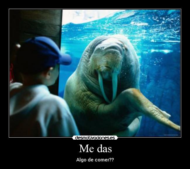 Me das - 