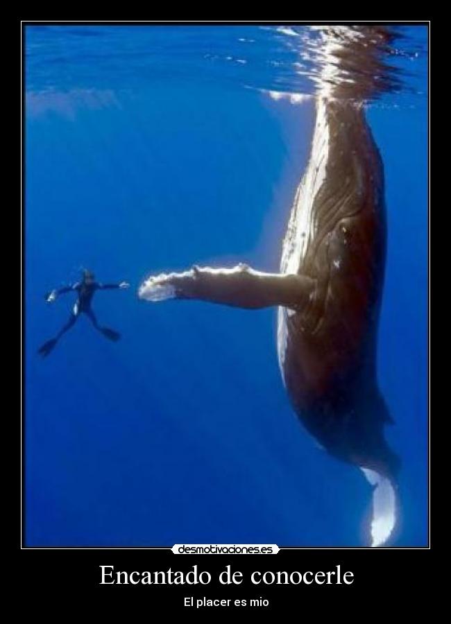 Encantado de conocerle -