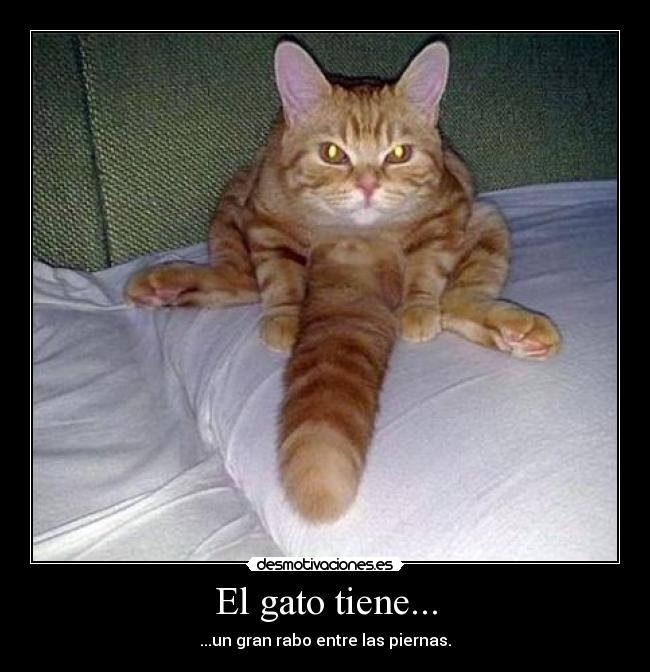 El gato tiene... - ...un gran rabo entre las piernas.