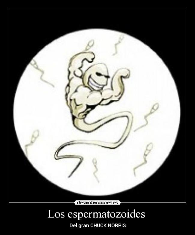 Los espermatozoides  - Del gran CHUCK NORRIS