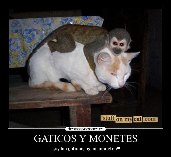 GATICOS Y MONETES - 