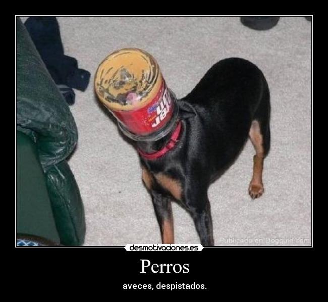 Perros - aveces, despistados.