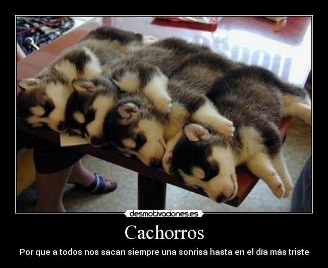 Cachorros - 