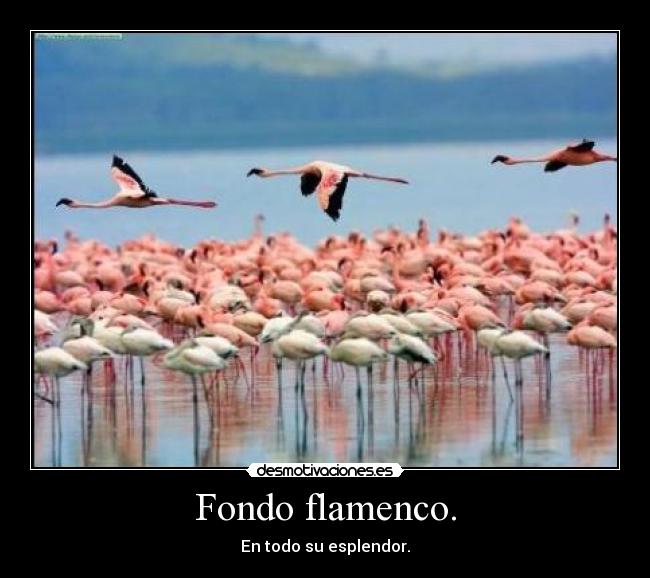 Fondo flamenco. - En todo su esplendor.