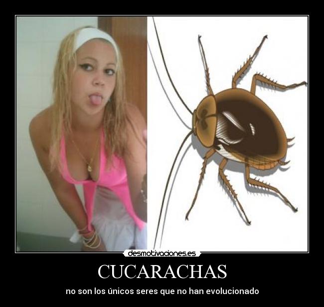 carteles cucarachas canis desmotivaciones