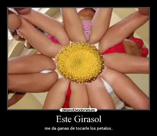 Este Girasol - me da ganas de tocarle los petalos..