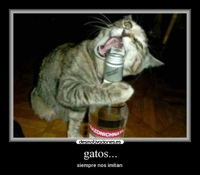 gatos... - siempre nos imitan