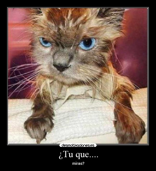 ¿Tu que.... - miras?