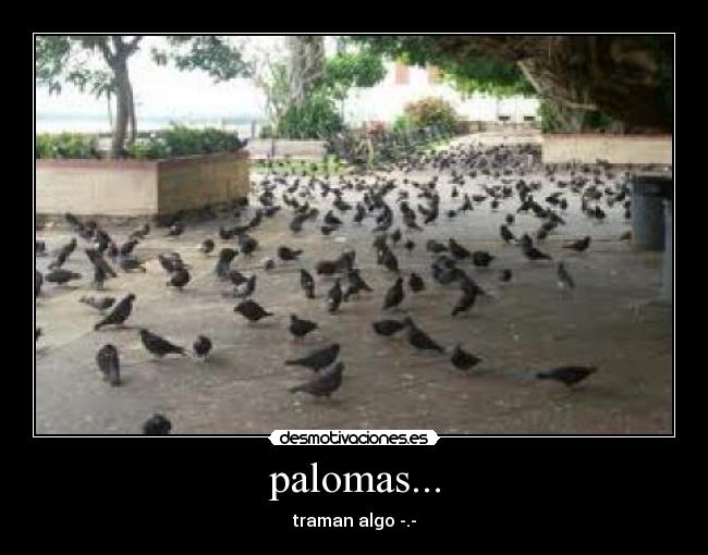 palomas... - traman algo -.-