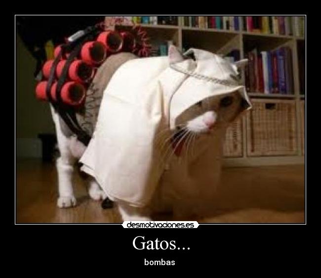 Gatos... - bombas