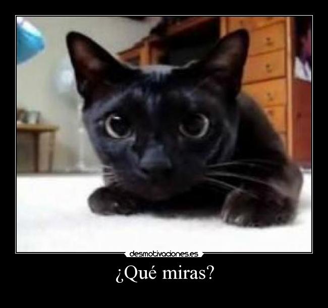 ¿Qué miras? -