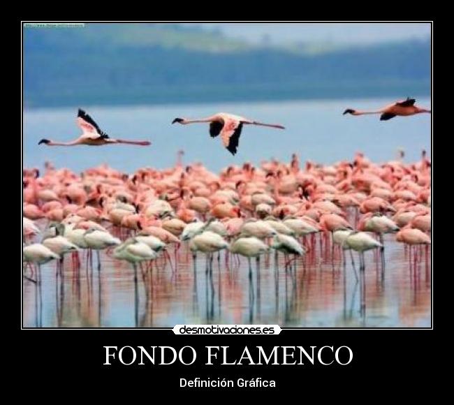 FONDO FLAMENCO - 