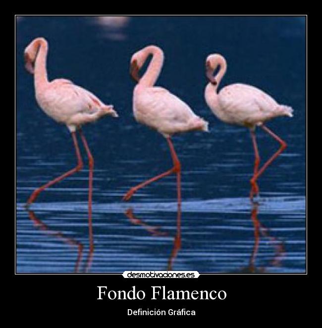 Fondo Flamenco - 