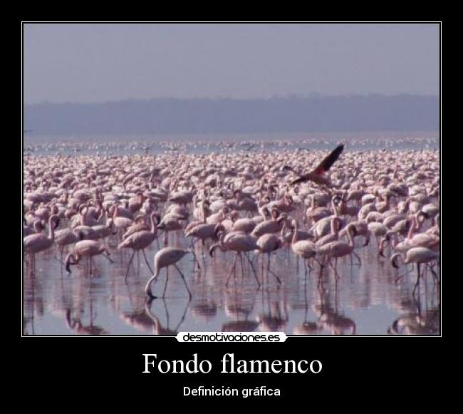 Fondo flamenco - 