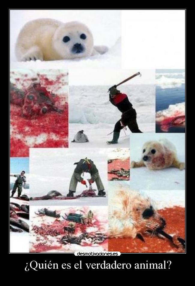 ¿Quién es el verdadero animal? - 