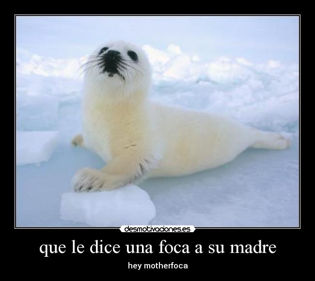 que le dice una foca a su madre -