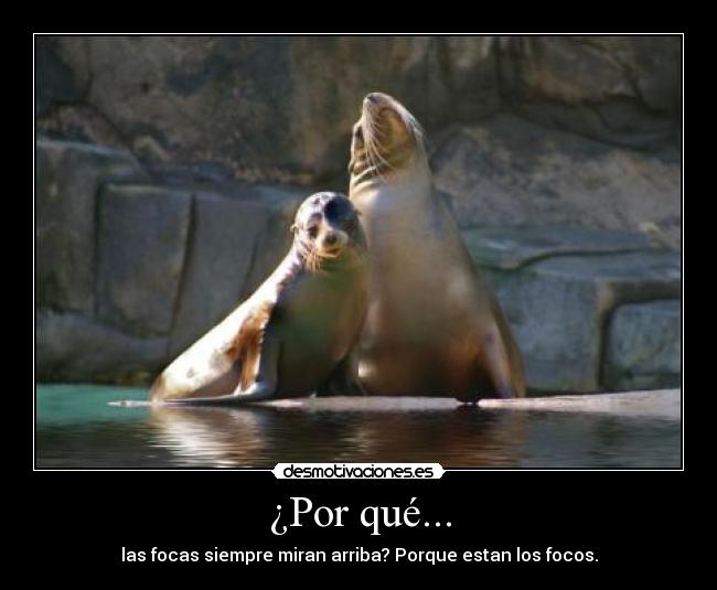 ¿Por qué... - las focas siempre miran arriba? Porque estan los focos.