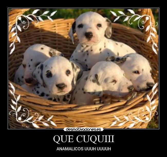 QUE CUQUIII - ANAMALICOS UUUH UUUUH