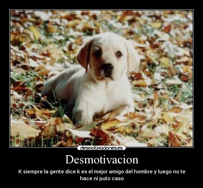 Desmotivacion - K siempre la gente dice k es el mejor amigo del hombre y luego no te hace ni puto caso