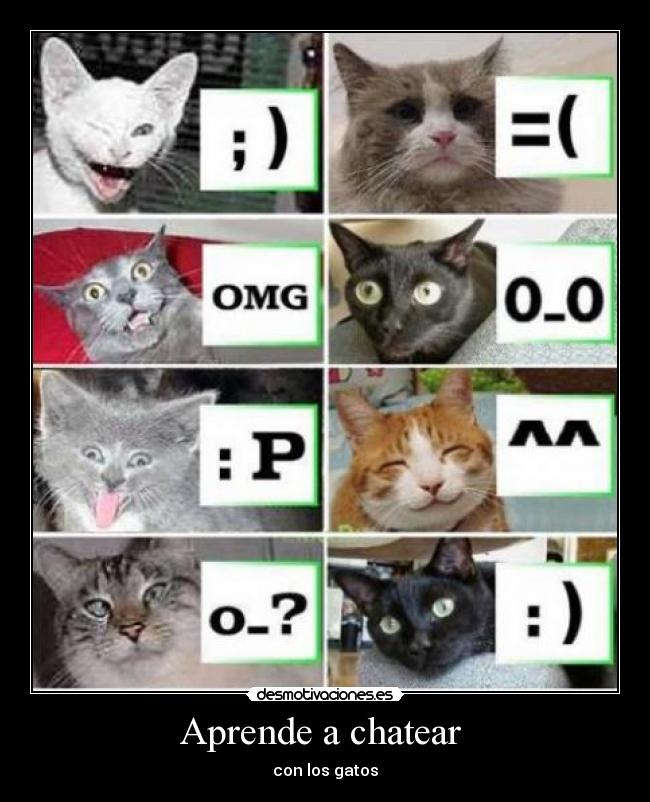 Aprende a chatear - con los gatos