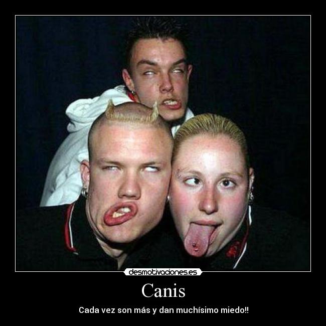 Canis -