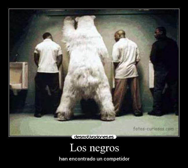 carteles negros oso polar polla sexo desmotivaciones