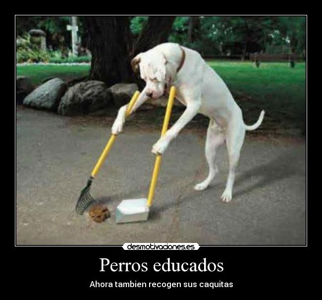 Perros educados - Ahora tambien recogen sus caquitas