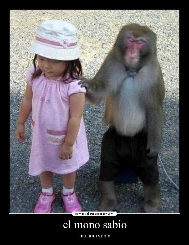 el mono sabio - mui mui sabio