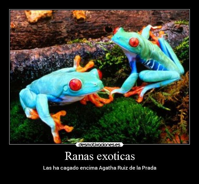 Ranas exoticas - Las ha cagado encima Agatha Ruiz de la Prada