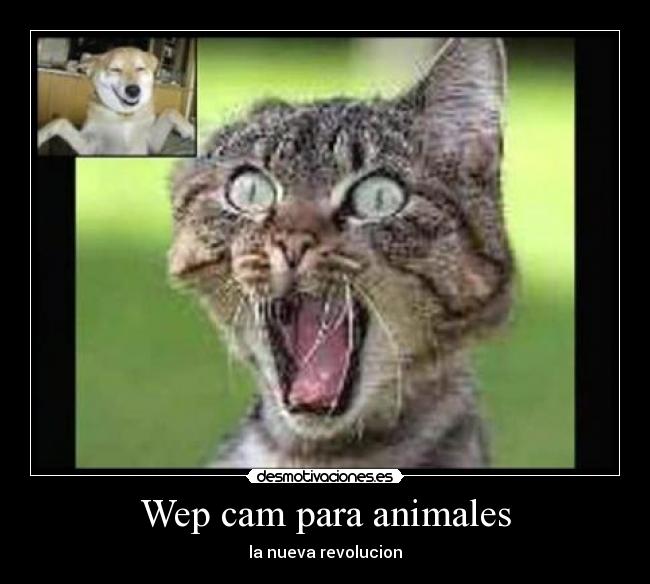 Wep cam para animales - la nueva revolucion