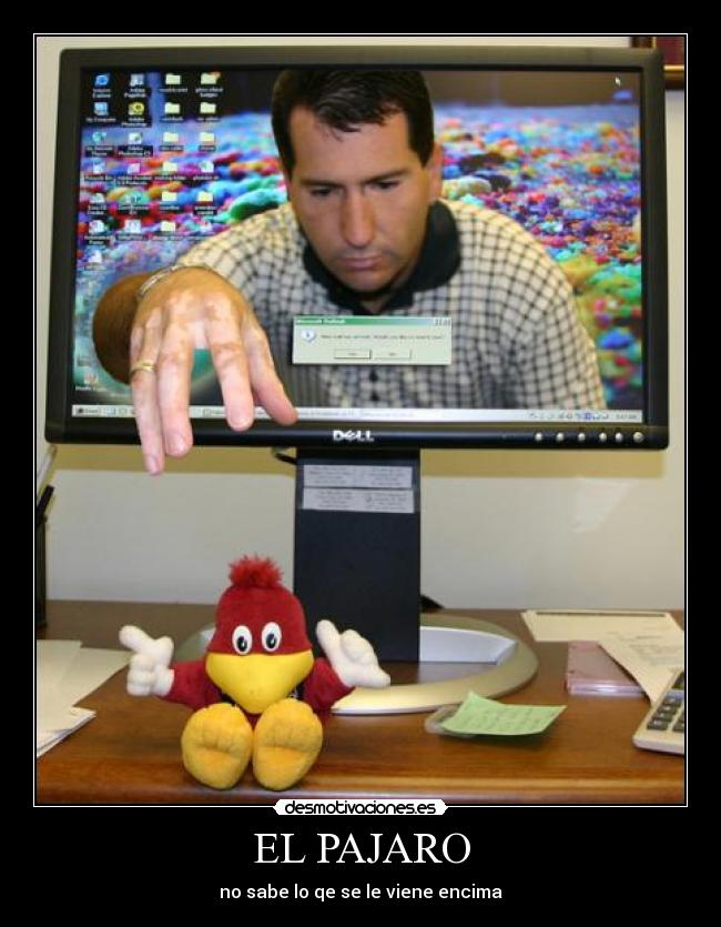EL PAJARO - no sabe lo qe se le viene encima