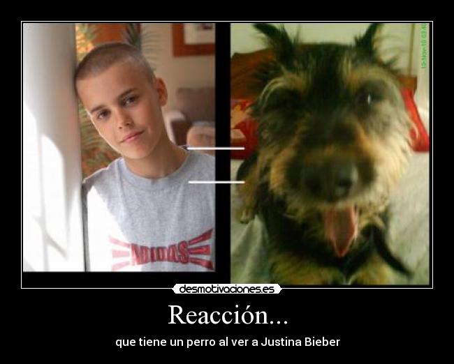 Reacción... - que tiene un perro al ver a Justina Bieber