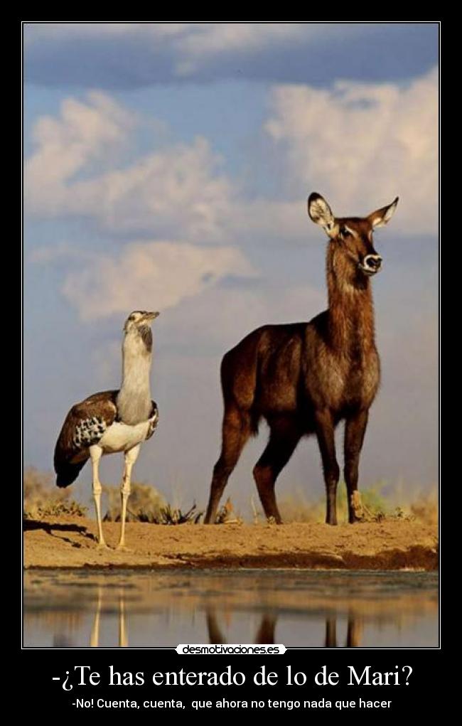-¿Te has enterado de lo de Mari? -