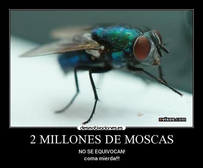 2 MILLONES DE MOSCAS - NO SE EQUIVOCAN!
coma mierda!!!