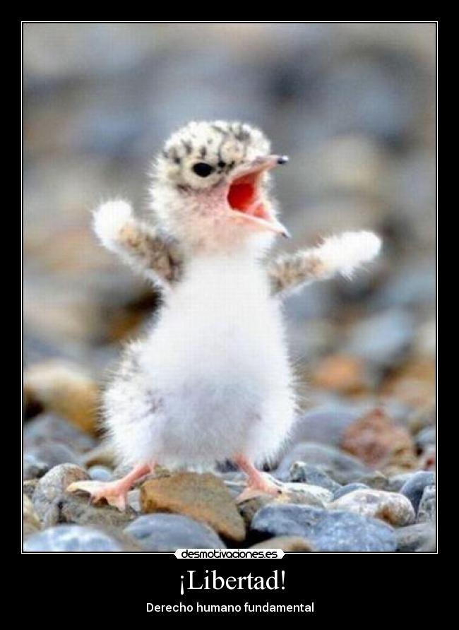 carteles libertad libertad derecho humano basico fundamental desmotivaciones