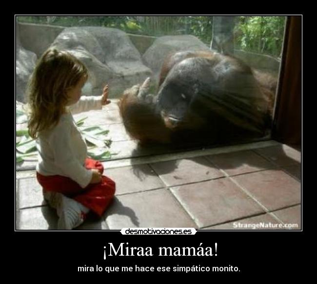 ¡Miraa mamáa! - mira lo que me hace ese simpático monito.