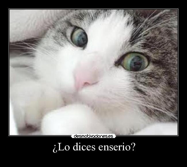 ¿Lo dices enserio? - 