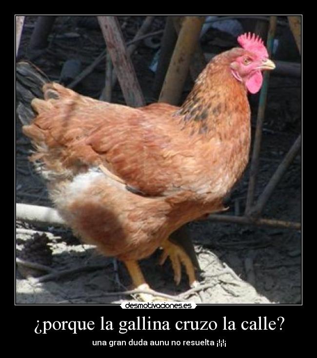 ¿porque la gallina cruzo la calle? - una gran duda aunu no resuelta ¡!¡!¡