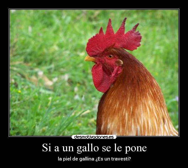 Si a un gallo se le pone -