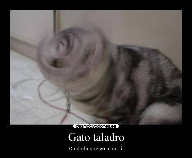 Gato taladro -