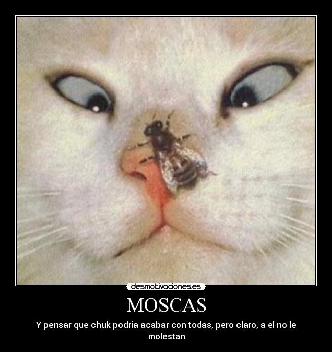 MOSCAS -