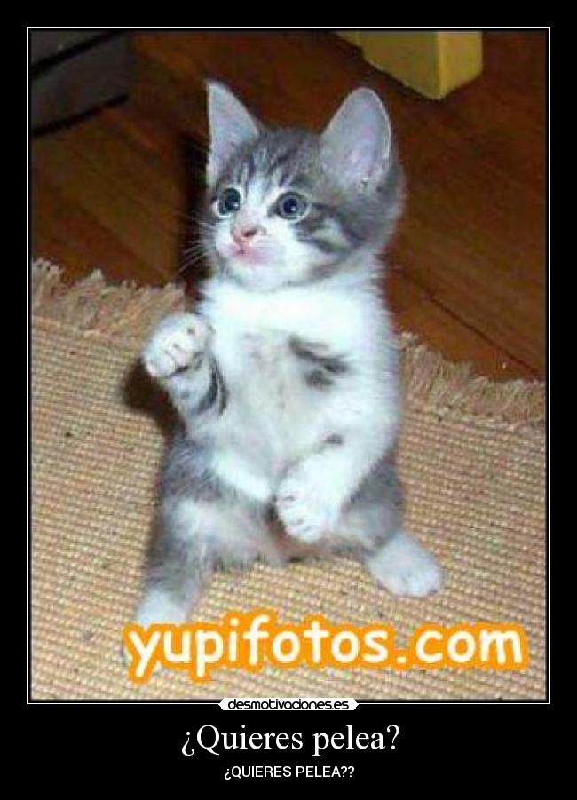 carteles gatos desmotivaciones