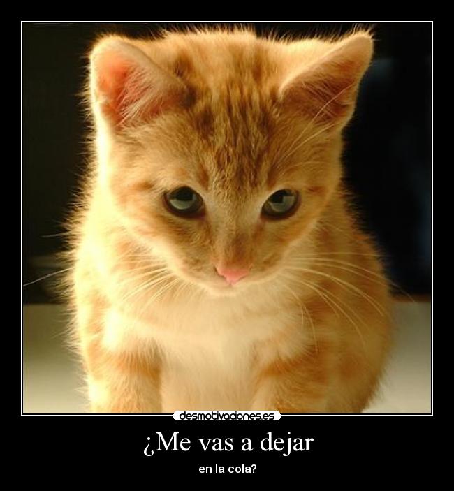 carteles gatito desmotivaciones